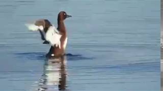 Ferruginous pochard duck [upl. by Htiffirg]