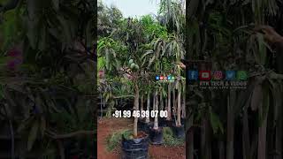 കവറിൽ വെച്ച മാമ്പഴത്തോടുകൂടിയ നീലൻ മാവ് NEELAM MANGO Green Agro Farm Randathani [upl. by Erhart438]