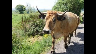 Transhumance 2017 Race Aubrac Château Cropières Raulhac Cantal France [upl. by Corella]