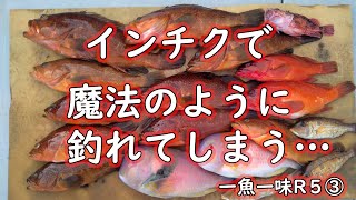 【インチクで猛暑の中、ハタを攻略する】The traditional Japanese lure INCHIKU is very effective 魔法のように釣れるインチクの作り方は説明欄から [upl. by Asilehc]