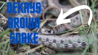 DeKays Brown snakeSnake Facts [upl. by Ahsital497]