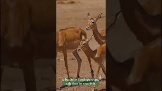 Les Antilopes du Gabon  Joyaux de la Faune [upl. by Nailimixam]