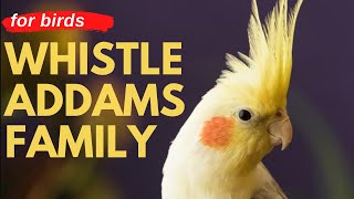 ADDAMS FAMILY WHISTLE  Cockatiel Singing Training  Bird Whistling Practice [upl. by Nnaacissej291]