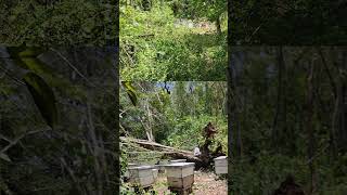 Bee Storm Damage To Apiary  Lets ASSESS [upl. by Hessler884]