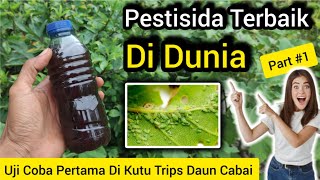 💥 Pestisida NUKLIR 💥 Basmi Hama Kutu Trips Dan Semut Pada Daun Cabai Bersih Tuntas Dalam Sekejap ✅ [upl. by Nela]