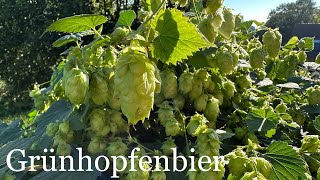 Grünhopfenbier4K homebrewing mit dem Klarstein Brauheld [upl. by Scammon683]