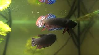 Siamesischer Kampffisch Betta splendens Wildform [upl. by Esiocnarf]