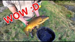 FISCHE UMSETZEN  KARPFEN  NATURE MOMENTS  FISCHTEICH VLOG [upl. by Netsew]