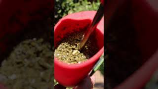 Consejos para el Tereré 🧉🌿🇵🇾 terere paraguay yerba mate IlexParaguariensis vlog fyp shorts [upl. by Rohclem]