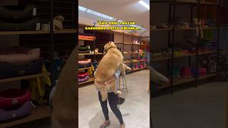 TÃO FEIO TRATAR O CACHORRO DESSE JEITO shorts humor cachorro [upl. by Ahcsatan]