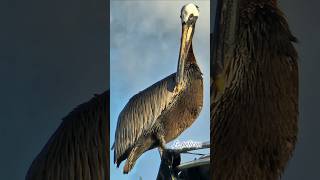 Magique nature pelicans nuage clouds arcenciel rainbow antilles naturelovers faunesauvage [upl. by Launamme533]