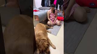 I have been angry with me for several days and still ignore my dog cute pet golden retriever cou [upl. by Neerak837]