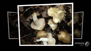 Entoloma sordidulum  fungi kingdom [upl. by Sanchez65]