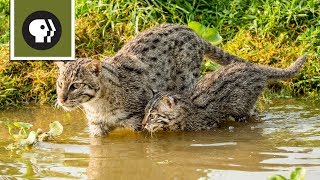 Fishing Kittens See Water For the First Time [upl. by Rockey]