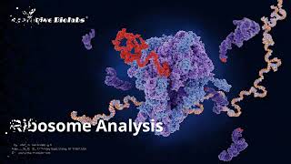 Ribosome Analysis  Creative Biolabs [upl. by Rutherfurd]