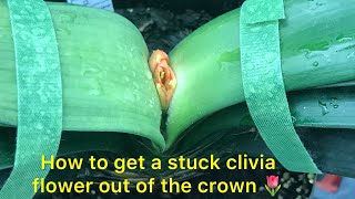 New technique on how to get a stuck clivia flower out of the crown [upl. by Peppard]