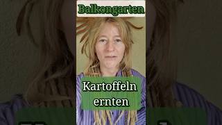 Kartoffeln ernten aus Topf  Balkongarten  Topfkultur [upl. by Eidua]