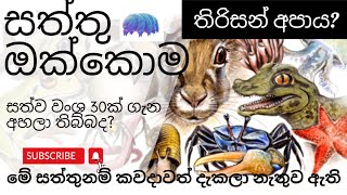 සත්ව වංශ 30ම Animal phylums in sinhala [upl. by Maighdlin]