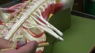 Brachial Plexus  Model [upl. by Frankhouse57]