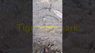 Tiger pugmark song Bachpan meबिनसर binsarzeropoint binsarBinsar [upl. by Paulo]