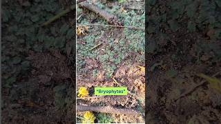 Do you know what is the connecting link between aquatic and land plants Bryophytes botany plants [upl. by Inohs]