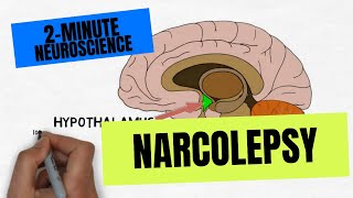 2Minute Neuroscience Narcolepsy [upl. by Keverne]