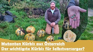 Der wichtigste Kürbis für Selbstversorger Steirischer Ölkürbis [upl. by Nuoras93]