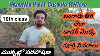 V17 బంగారు తీగ  డాడర్ మొక్క  మొక్కల్లో పర పోషణ parasitic plant  Cuscuta reflexa [upl. by Anivlis]