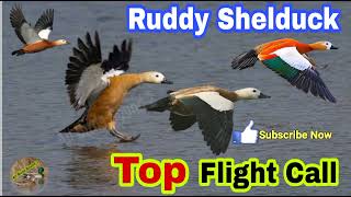 Ruddy Shelduck hunting call [upl. by Nevag]