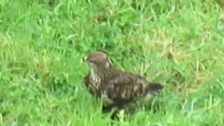 Milhafre dos Açores Buteo buteo rothschildi [upl. by Siuqcram982]