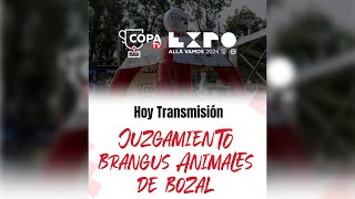 EXPO 2024  Juzgamiento de animales de Bozal Brangus • Expo Mariano Roque Alonso 2024 [upl. by Leunammi741]