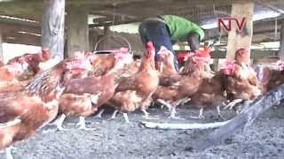 On the Farm Venture into Poultry Farming [upl. by Nytsud]