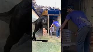 yarr Tera hero khalnayak hogya Ghar me SE nikla animals magic video funny mmmrazz shorts vfx [upl. by Temme]