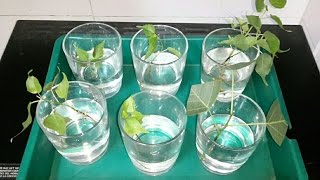 Rooting cuttings in water  Part 1 subtitles available [upl. by Vassaux158]