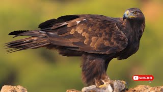 “El Enigma del Águila Real 🦅 Secretos del Cielo” [upl. by Amihc]