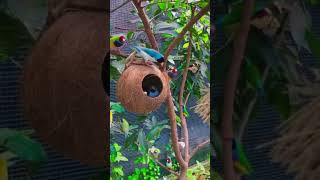 The wild macaw parrots l Fpisode dancemusic shot butiful ghanshyamyoutuber2543 [upl. by Aja]