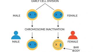 X chromosome inactivation [upl. by Anal]