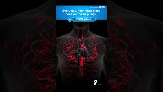 Every day how much blood does our heart pump quiz [upl. by Bunker970]