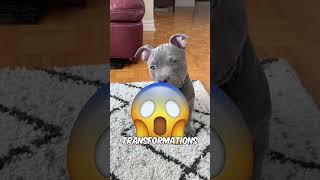 The 3 Scariest Dog Transformations  Cute to Deadly 😨 [upl. by Stambaugh]