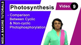 Photosynthesis  NEET  Comparison Between Cyclic amp Non cyclic Photophosphorylation  Neela Bakore [upl. by Maribeth]