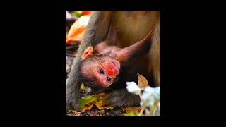 Relaxing with Baby Monkeys and Peaceful Birdsong naturemonkey naturalifemonkey monkey [upl. by Ecneralc]