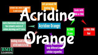 Acridine Orange Staining [upl. by Woothen]