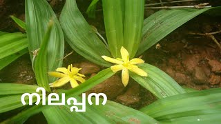 നിലപ്പന NilappanaCurculigo OrchioidesNalappana uses in Malayalam [upl. by Lekim118]