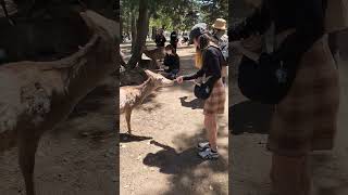 Nara lofiasmr nara deer japan japantrip japantravel asmrvlog asmrsounds relaxasmr asmr [upl. by Macdermot]