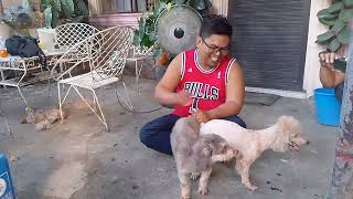 2 of 365 days of 2024  Poodle dog stud mating at Basista Pangasinan [upl. by Parker]