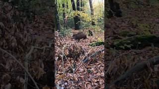 Magnifique tir sur sanglier wildboar hunting chasse [upl. by Ettelra]