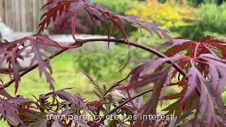 Pruning of acer dissectum Orangeola [upl. by Myrvyn]