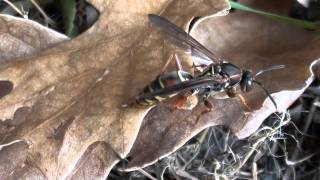 Paper Wasp Vespidae Polistes fuscatus Female on Leaf [upl. by Adriana]