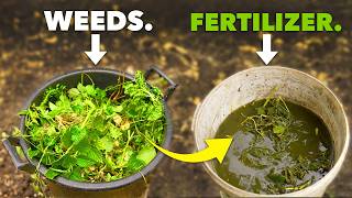 Better than Miracle Gro Make Fertilizer from Weeds [upl. by Ainel]