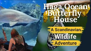 Explore the Haga Ocean Butterfly House  A Scandinavian Wildlife Adventure [upl. by Monroy]